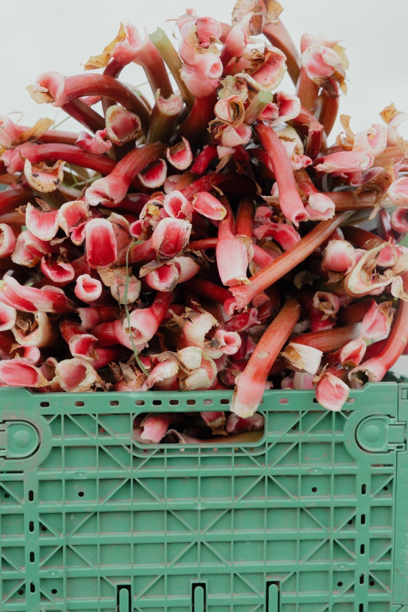 Not All Rhubarb Is Created Equal: The Story Behind Our Danish Rhubarb