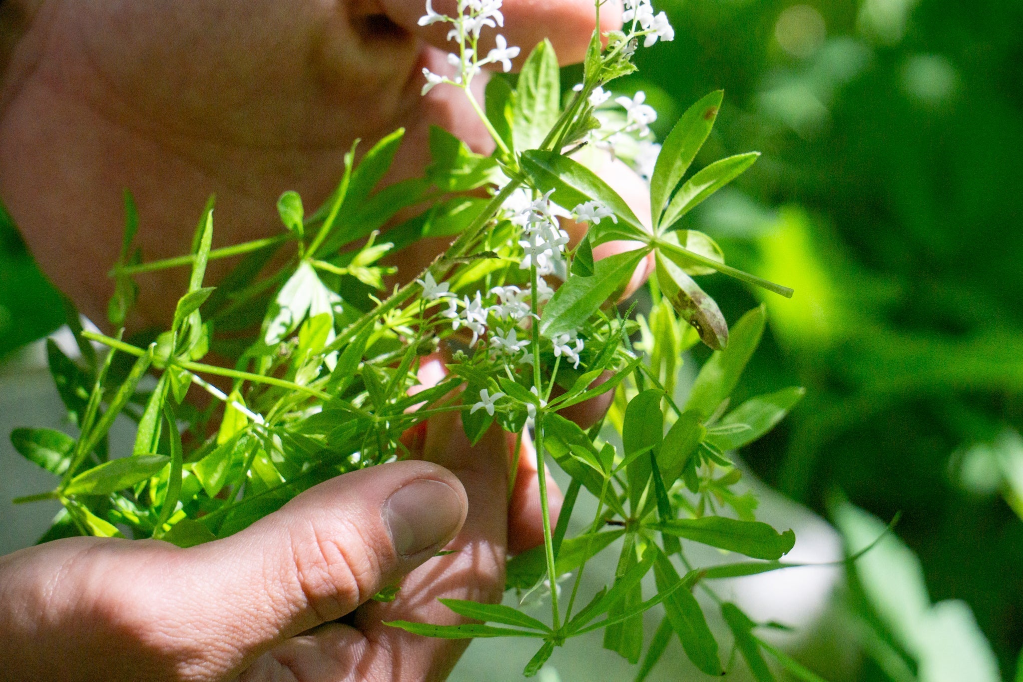 Where the Woodruff Grows