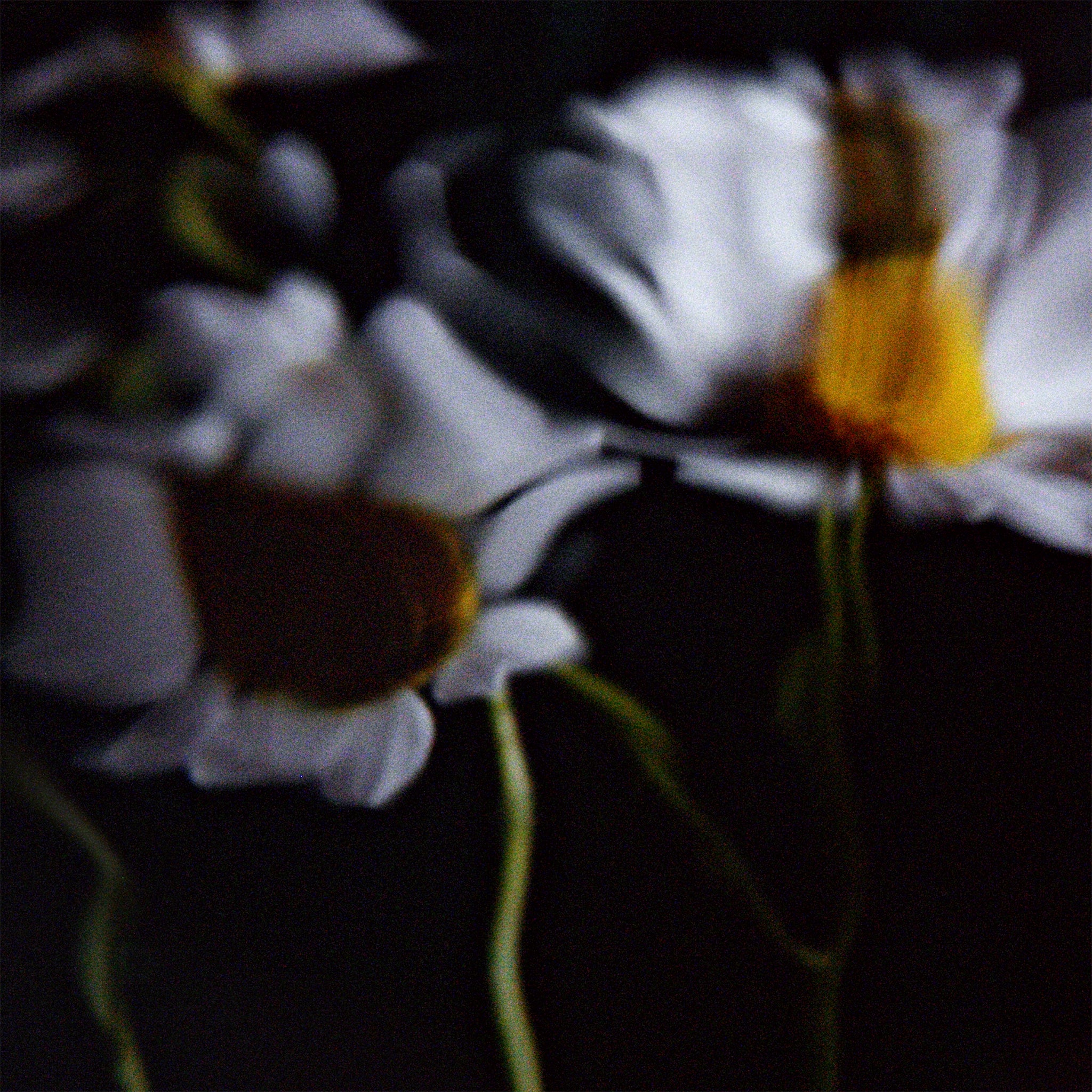Floral arrangement with white flowers and a yellow center on a dark background