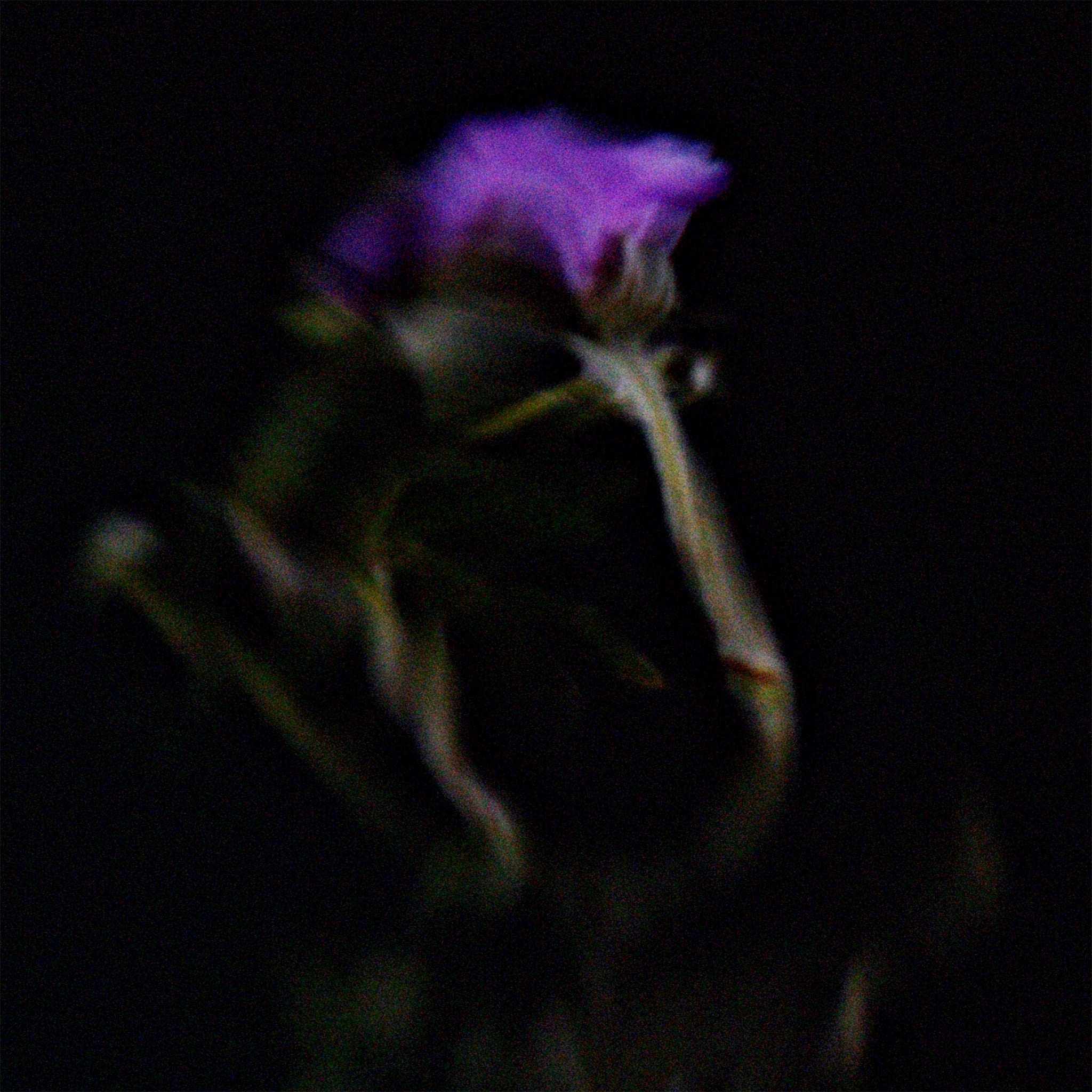 Purple flower against a dark background