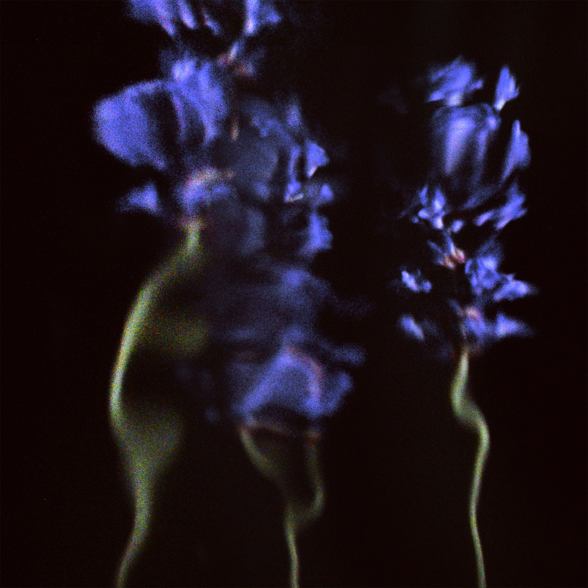 Close-up of a flower with a dark background