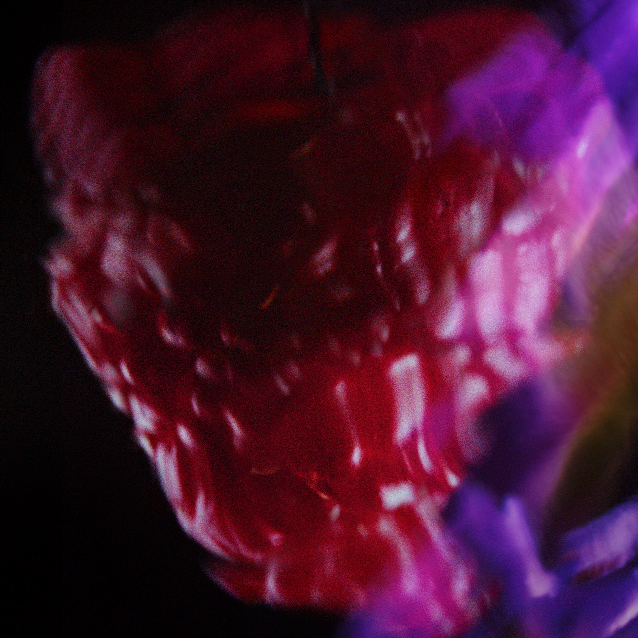 Close-up of a raspberry with a blurred background