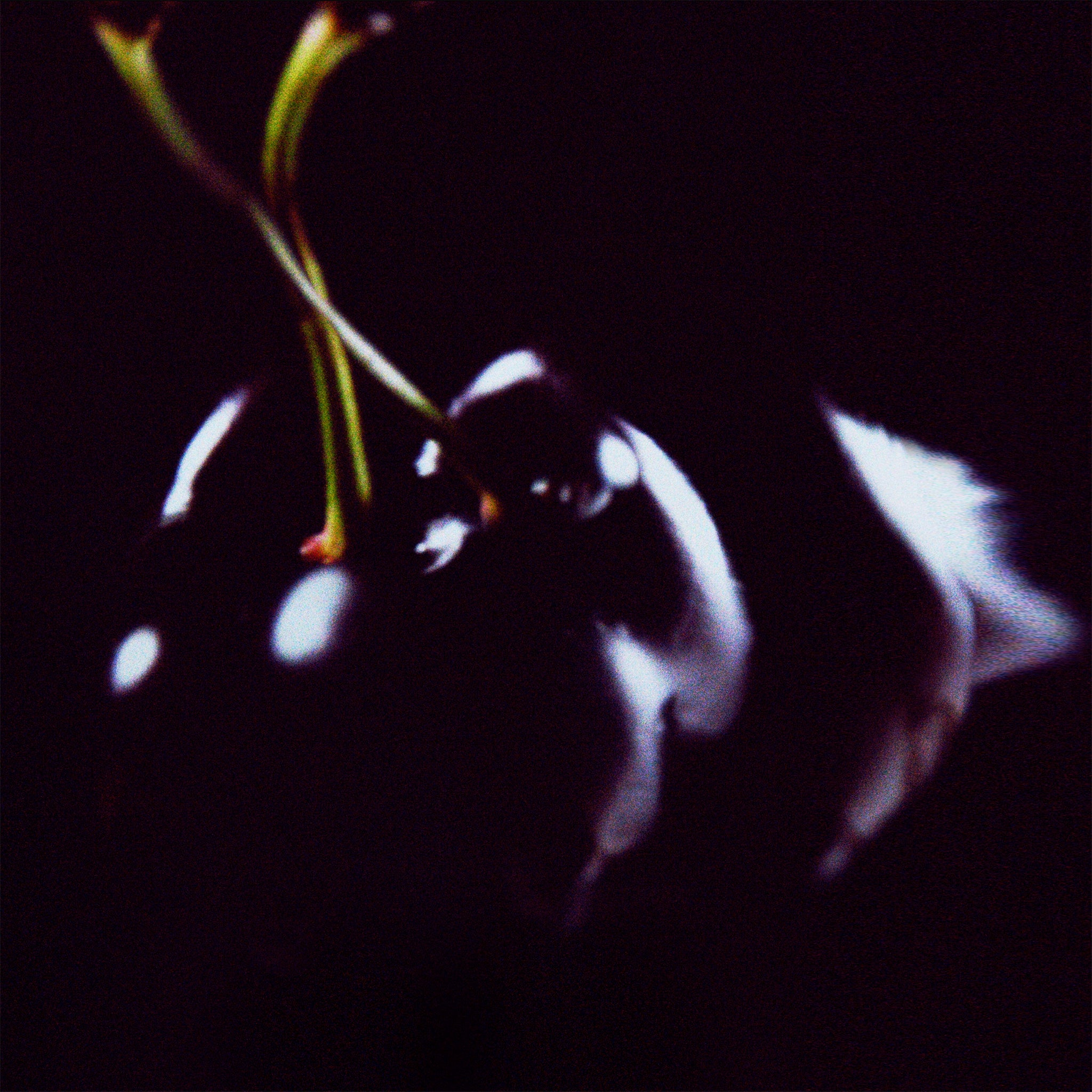 Close-up of a cherry with a dark background