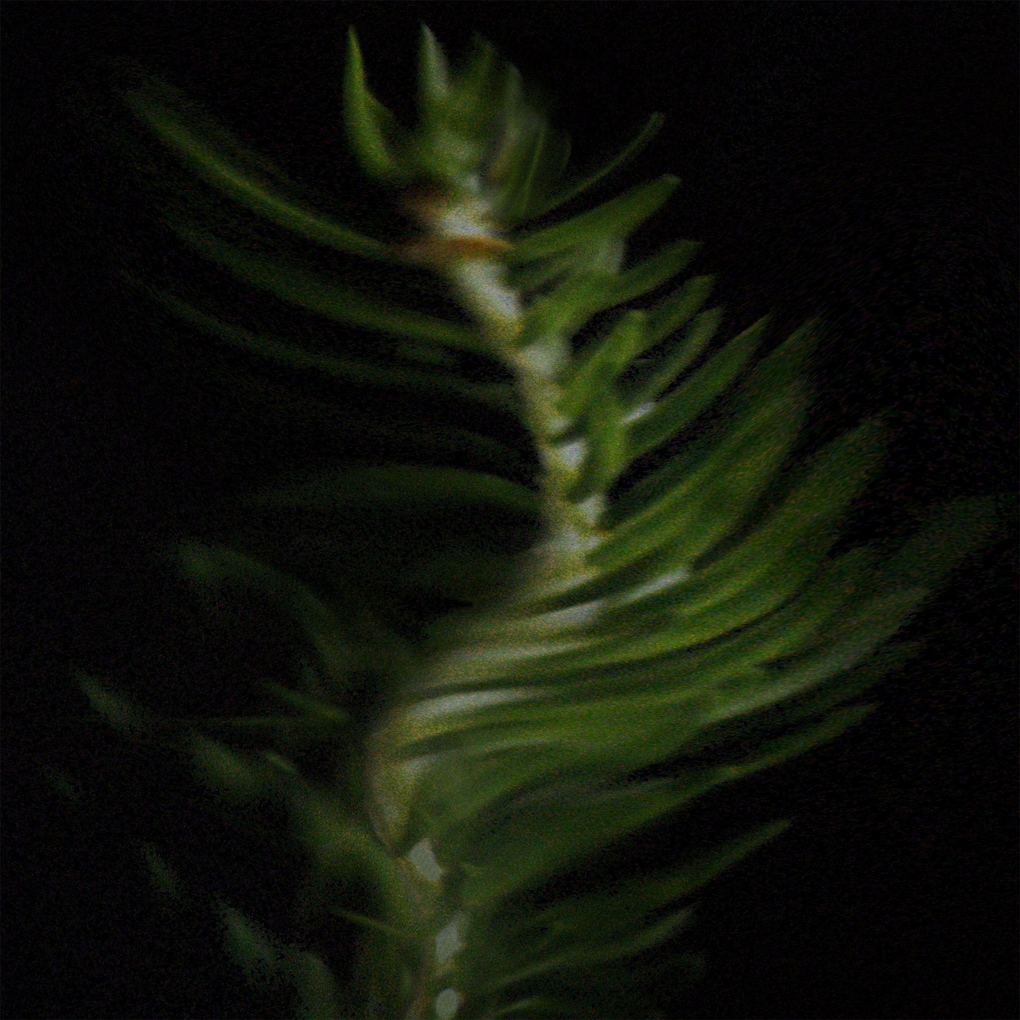 Close-up of a pine branch against a black background